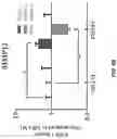 Fig. 19 - COMPOSITIONS AND METHODS FOR REPROGRAMMING DISEASED MUSCULOSKELETAL CELLS