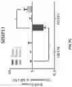 Fig. 20 - COMPOSITIONS AND METHODS FOR REPROGRAMMING DISEASED MUSCULOSKELETAL CELLS