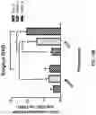 Fig. 23 - COMPOSITIONS AND METHODS FOR REPROGRAMMING DISEASED MUSCULOSKELETAL CELLS
