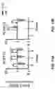 Fig. 26 - COMPOSITIONS AND METHODS FOR REPROGRAMMING DISEASED MUSCULOSKELETAL CELLS