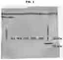 Fig. 06 - Methods and Compositions for Treatment of Disorders and Diseases Involving RDH12