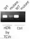 Fig. 06 - Compositions and systems comprising transfection-competent vesicles free of organic-solvents and detergents and methods related thereto