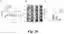 Fig. 21 - ADHESIVE/ADSORPTION SWITCH ON NANOPARTICLES TO INCREASE TUMOR UPTAKE AND DELAY TUMOR CLEARANCE