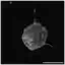 Fig. 01 - Particles comprising decellularized omentum