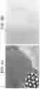 Fig. 07 - Particles comprising decellularized omentum