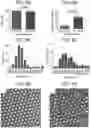 Fig. 09 - Particles comprising decellularized omentum