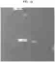 Fig. 15 - Particles comprising decellularized omentum