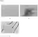 Fig. 03 - BIODEGRADABLE MEMBRANE