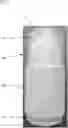 Fig. 01 - ROLL-ON APPLICATORS AND METHODS FOR TREATING DERMAL CONDITIONS