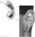 Fig. 01 - SYSTEMS AND METHODS FOR CRANIOCERVICAL AND AURICULAR NEUROMODULATION