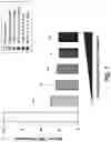 Fig. 07 - TREATING INFLAMMATORY DISORDERS BY STIMULATION OF THE CHOLINERGIC ANTI-INFLAMMATORY PATHWAY