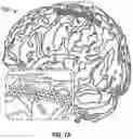 Fig. 08 - Phase-dependent brain neuromodulation of cross-frequency coupling