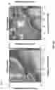 Fig. 16 - Phase-dependent brain neuromodulation of cross-frequency coupling