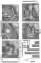 Fig. 18 - Phase-dependent brain neuromodulation of cross-frequency coupling