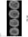 Fig. 24 - Phase-dependent brain neuromodulation of cross-frequency coupling