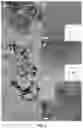 Fig. 04 - Organic solvent method for preparing membrane protein based nanosheets and membranes based on nanosheets