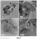 Fig. 05 - Organic solvent method for preparing membrane protein based nanosheets and membranes based on nanosheets