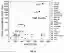 Fig. 12 - Organic solvent method for preparing membrane protein based nanosheets and membranes based on nanosheets
