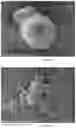 Fig. 08 - Capsules