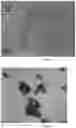 Fig. 10 - Capsules