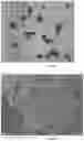 Fig. 11 - Capsules
