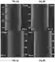 Fig. 14 - PERFUSABLE HYDROGEL MICROCHANNEL SHELL AND METHODS THEREOF