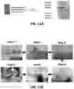 Fig. 14 - Isolation of Different Extracellular Vesicle (EV) Subpopulations