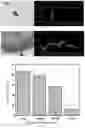 Fig. 06 - Repair method for self-detecting and self-healing of corrosion defects in metals