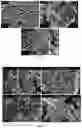 Fig. 20 - A CATALYST COMPOSITION AND METHOD OF MAKING THEREOF FOR PURE HYDROGEN PRODUCTION