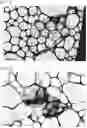 Fig. 03 - Exfoliated graphite and manufacturing method therefor