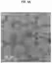 Fig. 03 - Ceria nanoparticles and ceria nanoparticles preparation method