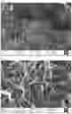 Fig. 09 - MANUFACTURE OF TITANIUM DIOXIDE STRUCTURES