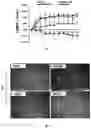 Fig. 05 - PHENOXY ACID COMPOUNDS AND MEDICAL USES THEREOF