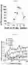 Fig. 18 - COMPOUNDS AND METHODS FOR TREATING INFLAMMATORY DISORDERS