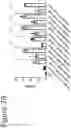 Fig. 17 - Modified amine lipids