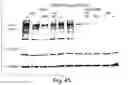 Fig. 48 - BIARYL COMPOSITIONS IN COMBINATION WITH TAMOXIFEN AND METHODS FOR MODULATING A KINASE CASCADE
