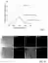 Fig. 03 - Styryl quinolinium, process for their preparation and use thereof as fluorescent probes for imaging