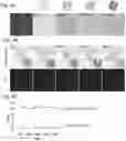 Fig. 05 - Styryl quinolinium, process for their preparation and use thereof as fluorescent probes for imaging