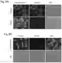 Fig. 06 - Styryl quinolinium, process for their preparation and use thereof as fluorescent probes for imaging