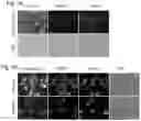 Fig. 07 - Styryl quinolinium, process for their preparation and use thereof as fluorescent probes for imaging