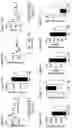 Fig. 18 - CB1R RECEPTOR BLOCKERS WITH ACYCLIC BACKBONES