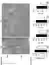 Fig. 19 - CB1R RECEPTOR BLOCKERS WITH ACYCLIC BACKBONES