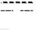 Fig. 05 - HETEROCYCLIC COMPOUNDS AS ADENOSINE ANTAGONISTS
