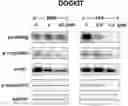 Fig. 01 - Berbamine derivatives and methods of use thereof