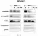Fig. 07 - Berbamine derivatives and methods of use thereof