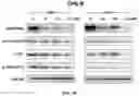 Fig. 08 - Berbamine derivatives and methods of use thereof