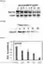 Fig. 08 - COMPOUNDS AND COMPOSITIONS THAT CAUSE MYCN AND/OR CMYC DEGRADATION AND METHODS OF USE THEREOF
