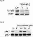 Fig. 09 - COMPOUNDS AND COMPOSITIONS THAT CAUSE MYCN AND/OR CMYC DEGRADATION AND METHODS OF USE THEREOF