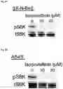 Fig. 10 - COMPOUNDS AND COMPOSITIONS THAT CAUSE MYCN AND/OR CMYC DEGRADATION AND METHODS OF USE THEREOF