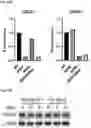 Fig. 105 - COMPOUNDS AND COMPOSITIONS THAT CAUSE MYCN AND/OR CMYC DEGRADATION AND METHODS OF USE THEREOF